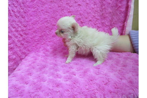 成約済の京都府のチワワ(ロングコート)-87258の2枚目