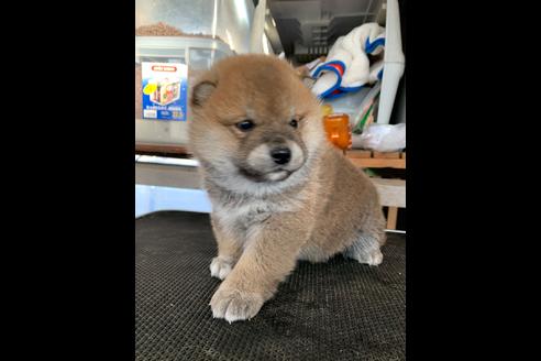 成約済の広島県の柴犬-87263の1枚目