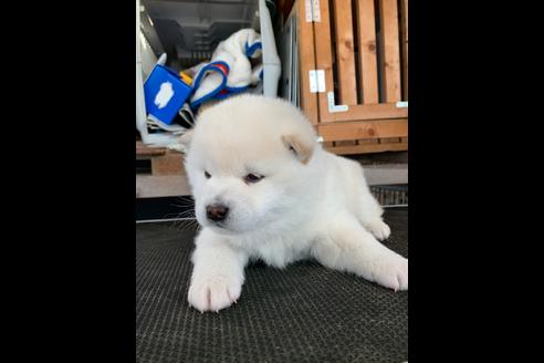 成約済の広島県の柴犬-86380の2枚目