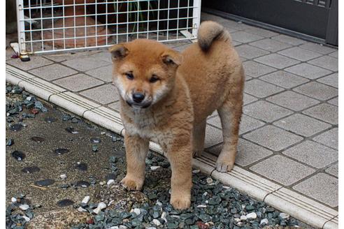 成約済の奈良県の柴犬-87266
