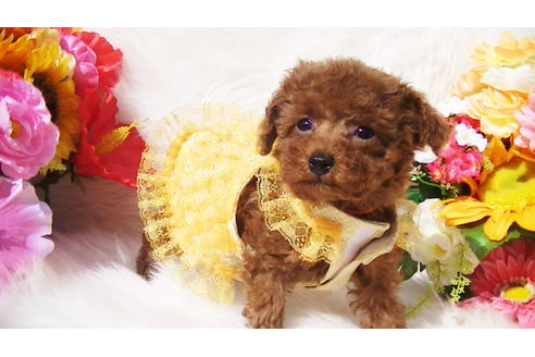 成約済の福岡県のタイニープードル-84995の7枚目