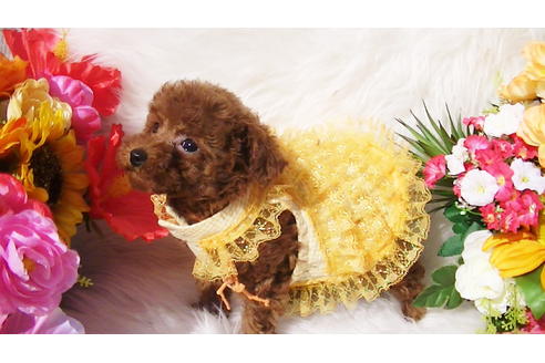 成約済の福岡県のタイニープードル-84995の6枚目