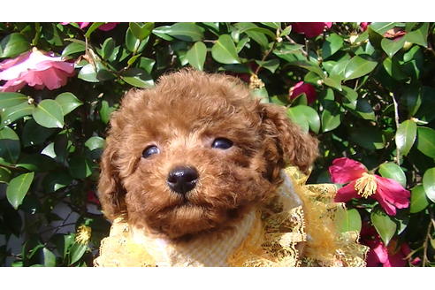 成約済の福岡県のタイニープードル-84995の5枚目