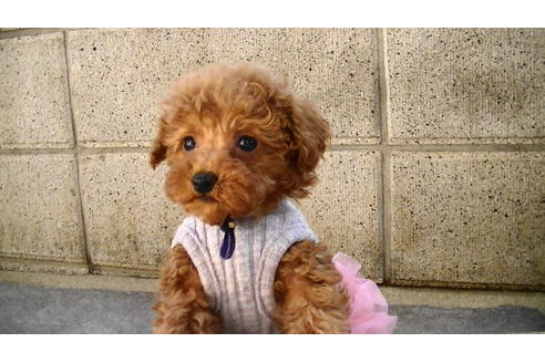 成約済の福岡県のティーカッププードル-84996の11枚目