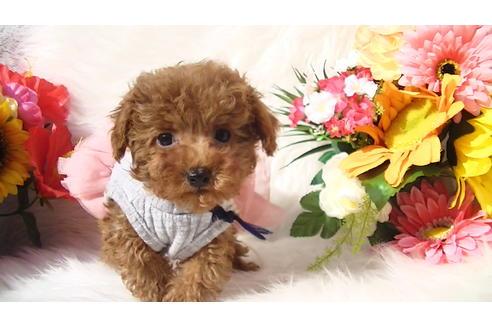 成約済の福岡県のティーカッププードル-84996の10枚目