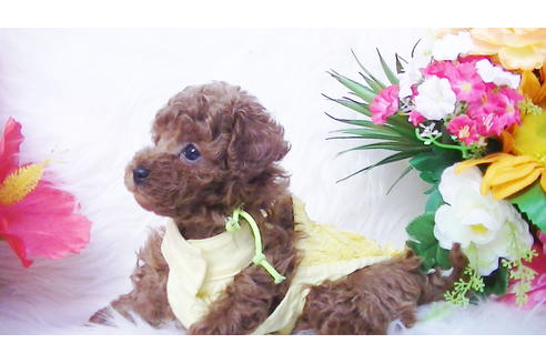 成約済の福岡県のタイニープードル-85459の9枚目