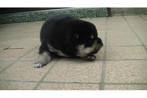 成約済の福岡県の豆柴-86775の9枚目