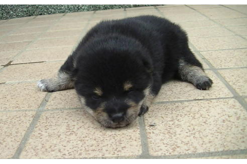 成約済の福岡県の豆柴-86775の8枚目