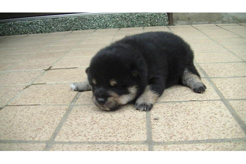 成約済の福岡県の豆柴-86775の7枚目