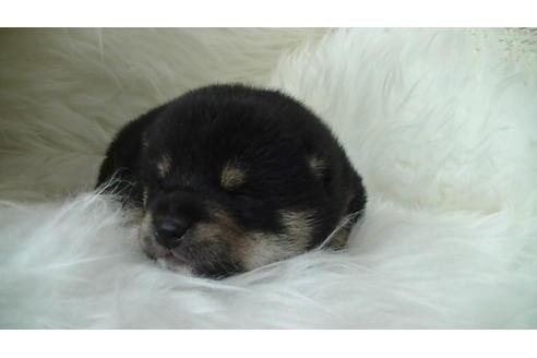 成約済の福岡県の豆柴-86775の6枚目