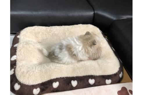 成約済の香川県のポメラニアン-86556の3枚目