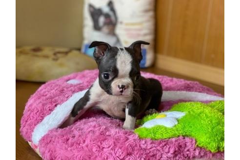 成約済の香川県のボストンテリア-86570の3枚目