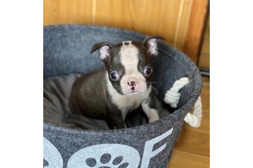 成約済の香川県のボストンテリア-86570の1枚目