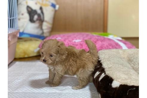 成約済の香川県のマルプー:マルチーズ×トイプードル-87331の3枚目