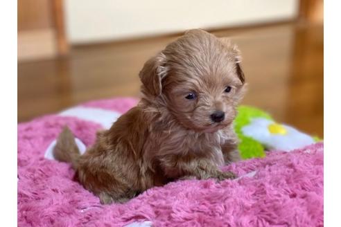 成約済の香川県のマルプー:マルチーズ×トイプードル-87331の2枚目