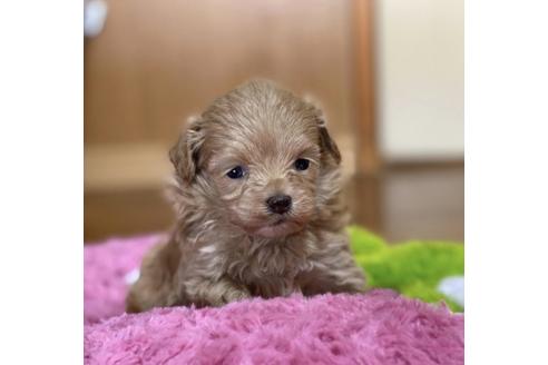 成約済の香川県のマルプー:マルチーズ×トイプードル-87331