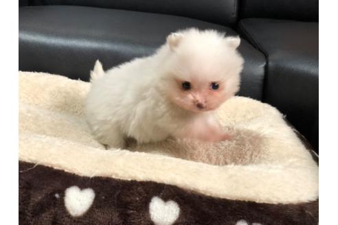 成約済の香川県のポメラニアン-86557の4枚目