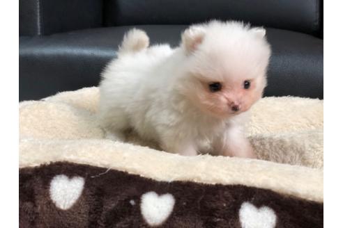 成約済の香川県のポメラニアン-86557の3枚目