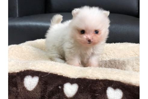 成約済の香川県のポメラニアン-86557の2枚目