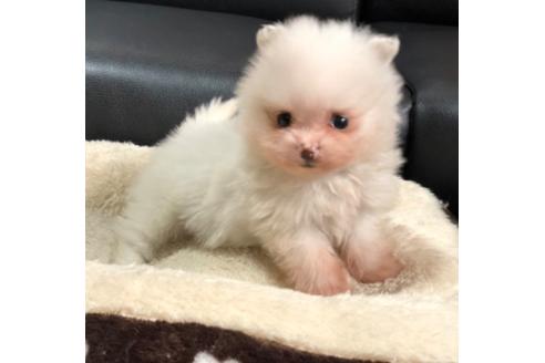 成約済の香川県のポメラニアン-86557の1枚目