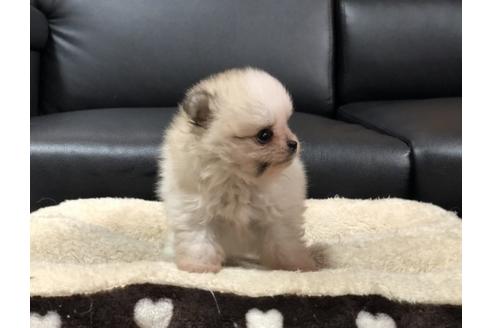 成約済の香川県のポメラニアン-86558の3枚目