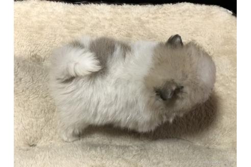 成約済の香川県のポメラニアン-86558の2枚目