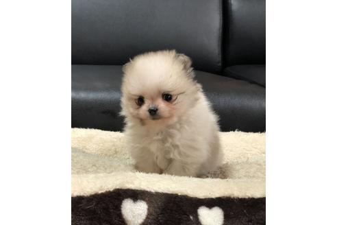 成約済の香川県のポメラニアン-86558の1枚目