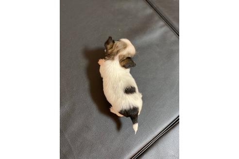 成約済の香川県のチワワ(ロングコート)-86569の5枚目