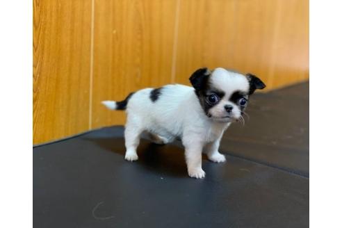 成約済の香川県のチワワ(ロングコート)-86569の4枚目