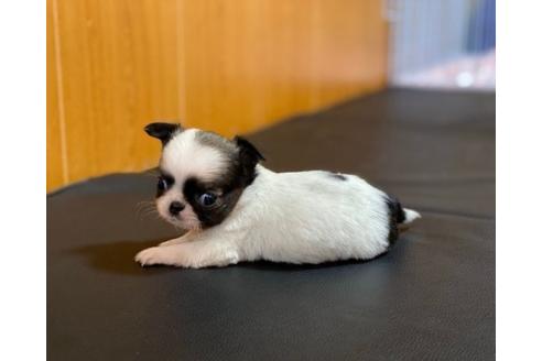 成約済の香川県のチワワ(ロングコート)-86569の3枚目