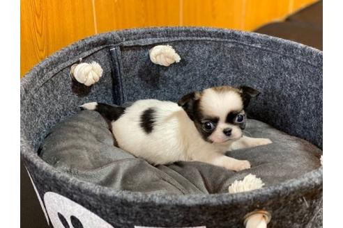 成約済の香川県のチワワ(ロングコート)-86569の2枚目