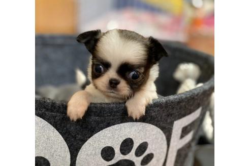 成約済の香川県のチワワ(ロングコート)-86569の1枚目