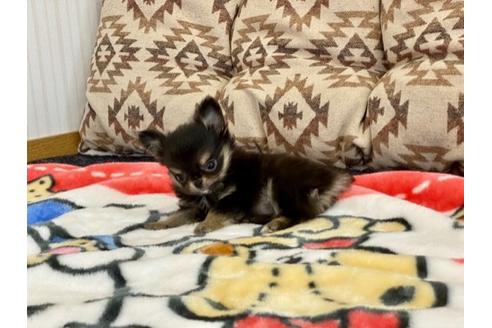 成約済の香川県のチワワ(ロングコート)-87332の4枚目