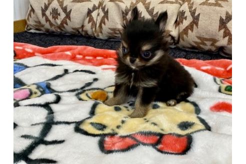 成約済の香川県のチワワ(ロングコート)-87332の3枚目