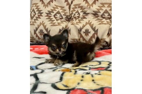 成約済の香川県のチワワ(ロングコート)-87332