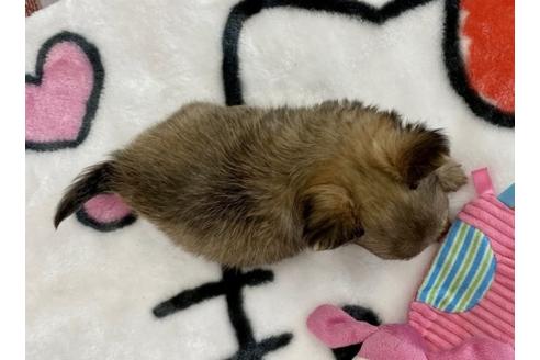 成約済の香川県のチワワ(ロングコート)-87334の7枚目