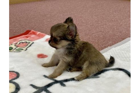 成約済の香川県のチワワ(ロングコート)-87334の6枚目