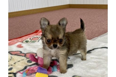 成約済の香川県のチワワ(ロングコート)-87334の4枚目