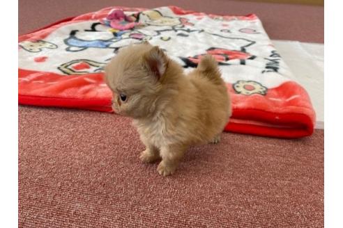 成約済の香川県のチワワ(ロングコート)-87336の4枚目