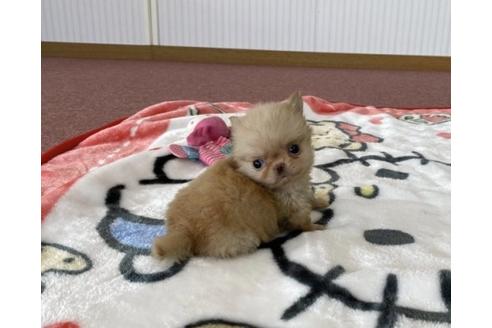 成約済の香川県のチワワ(ロングコート)-87336の3枚目