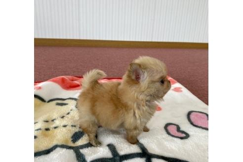 成約済の香川県のチワワ(ロングコート)-87336の2枚目