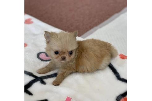 成約済の香川県のチワワ(ロングコート)-87336