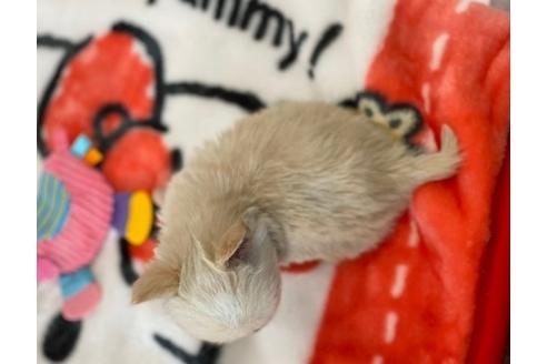 成約済の香川県のチワワ(ロングコート)-87337の3枚目