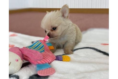 成約済の香川県のチワワ(ロングコート)-87337の2枚目