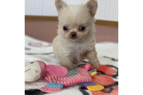 成約済の香川県のチワワ(ロングコート)-87337の1枚目