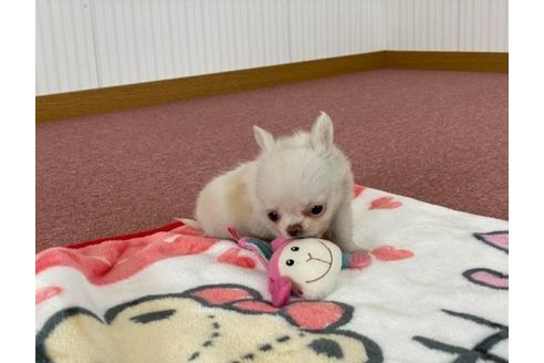 成約済の香川県のチワワ(ロングコート)-87339の4枚目