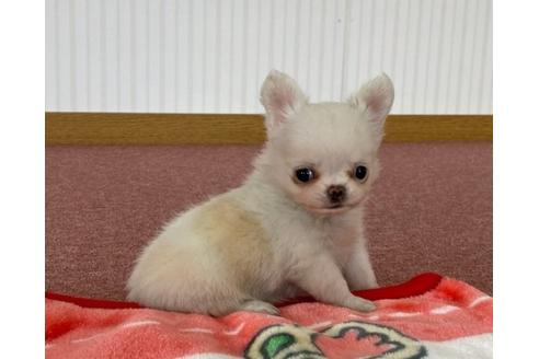 成約済の香川県のチワワ(ロングコート)-87339の2枚目