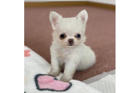 成約済の香川県のチワワ(ロングコート)-87339の1枚目