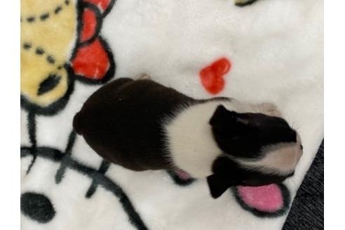 成約済の香川県のボストンテリア-87340の2枚目