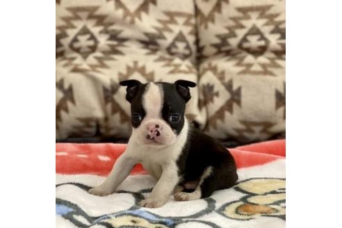 成約済の香川県のボストンテリア-87340の1枚目